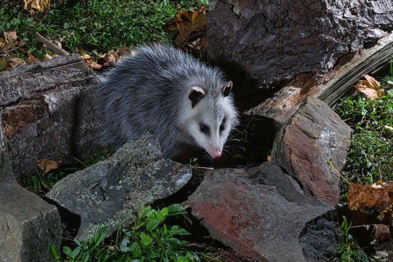 Juvenile Possum GC.jpg