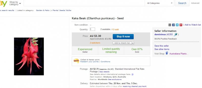 Kaka Beak  Clianthus puniceus    Seed   eBay8.jpeg