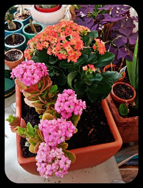 Kalanchoe 21 Apr 23.jpg