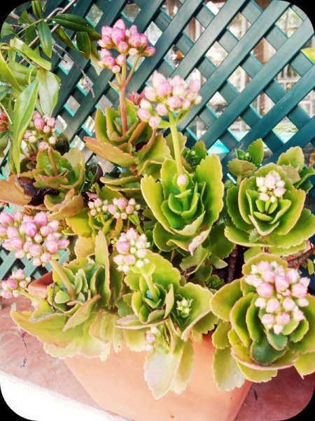 Kalanchoe.jpg