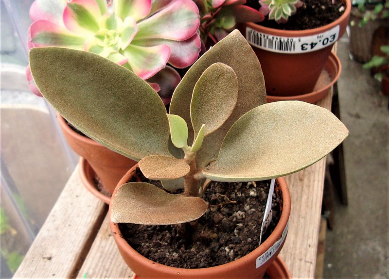 Kalanchoe orgyalis.JPG