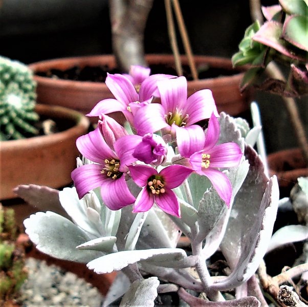 Kalanchoe pumila.JPG