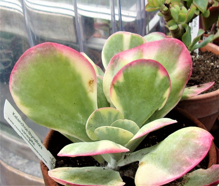 Kalanchoe thyrsiflora variegata.JPG