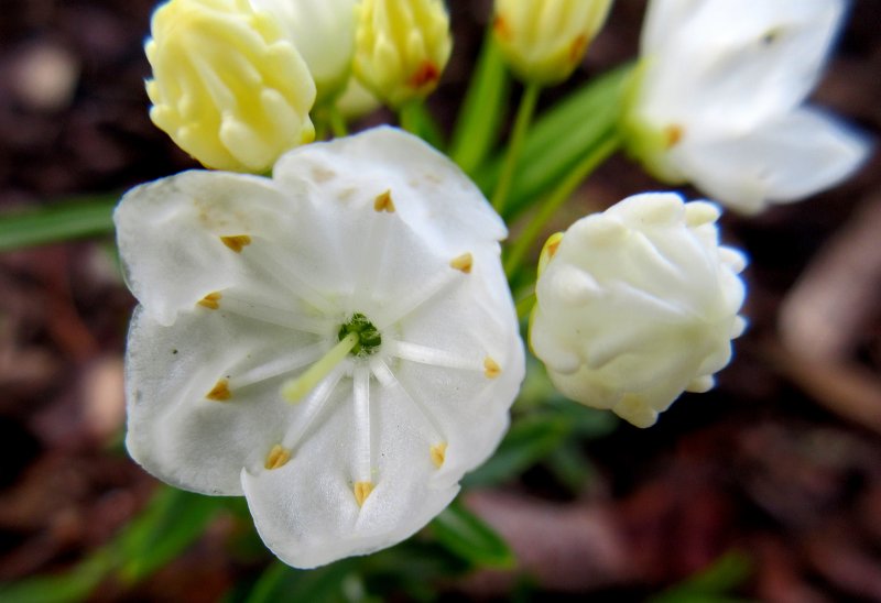 KALMIA  POLIFOLIA  COMPACTA  ALBA 05-05-2019 18-01-26.JPG