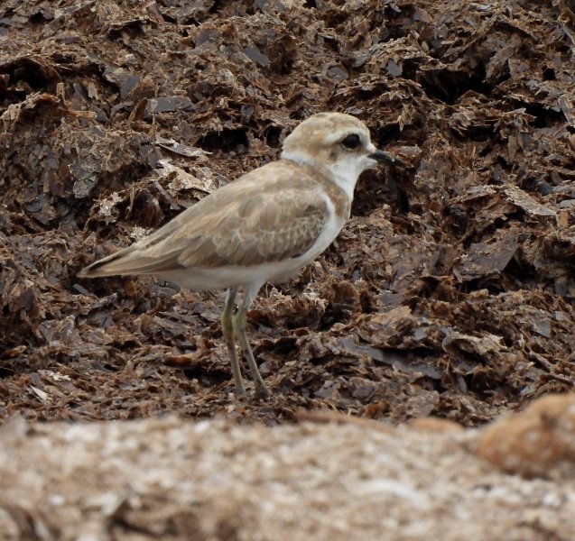 Kentish Plover (1).JPG