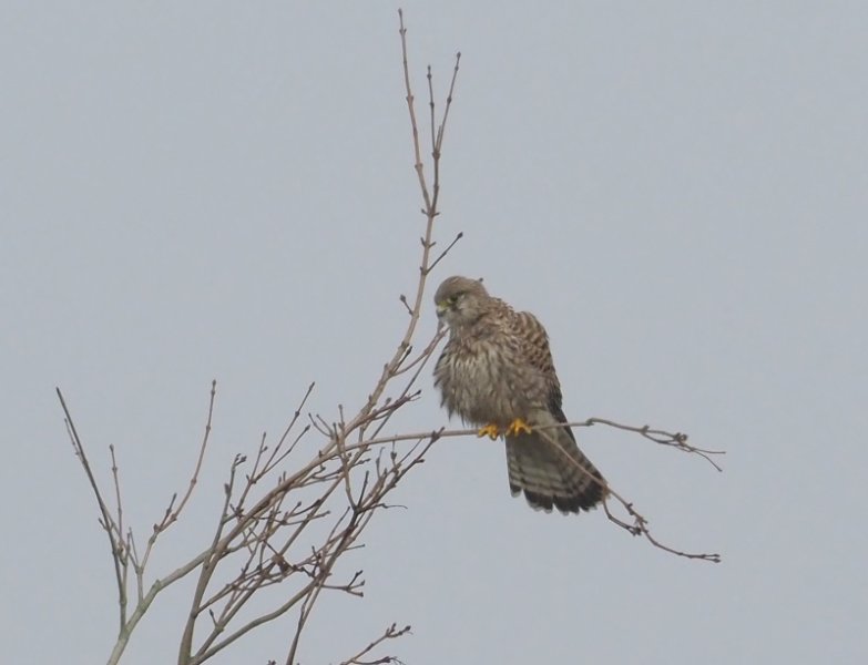 Kestrel2020juv.jpg