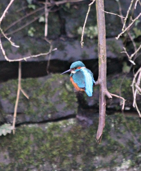 Kingfisher (660x800).jpg