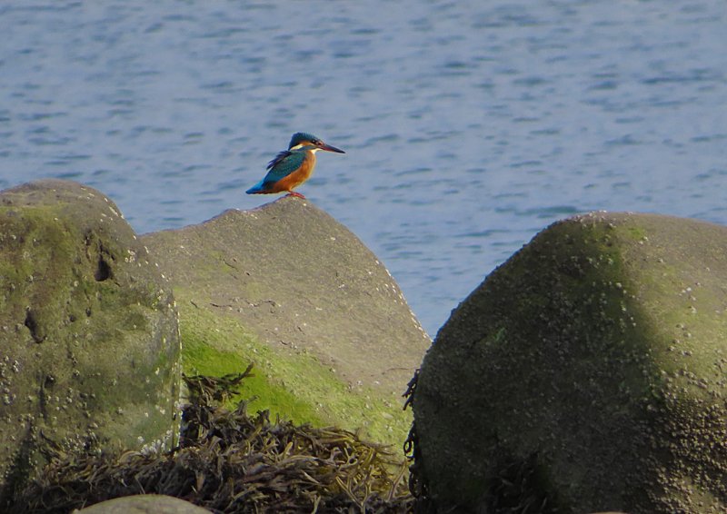 Kingfisher-Ynysgain.jpg