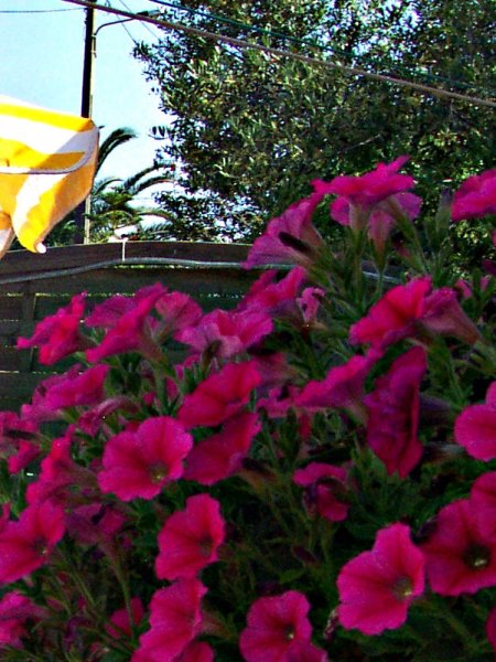 Kitchen  Petunias & Olive.jpg