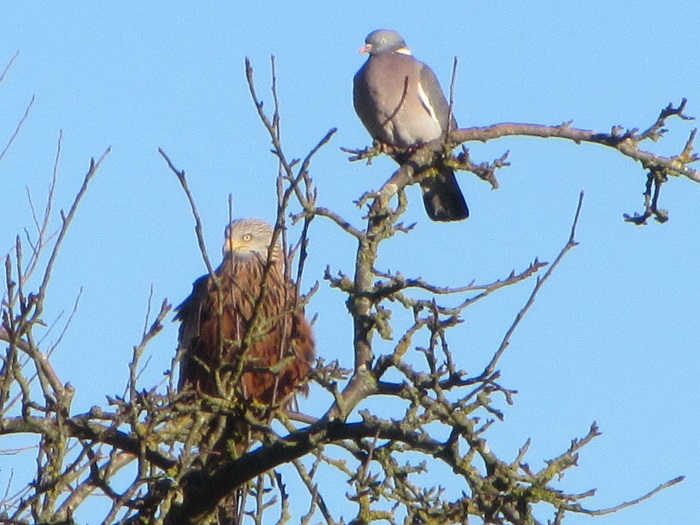 KiteFeb2014.jpg