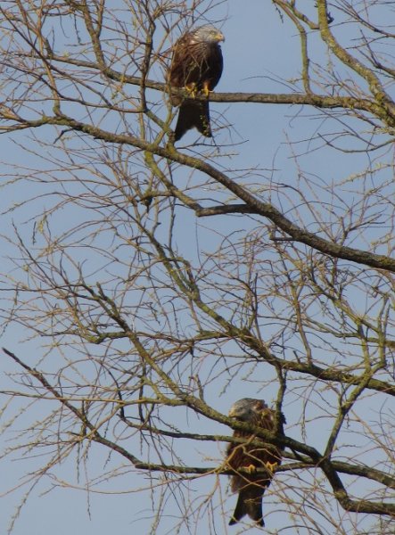 kites in willow.jpg