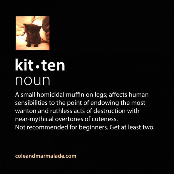 Kitten noun.jpg