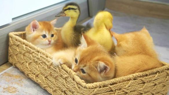 Kittens and Chicks.jpeg