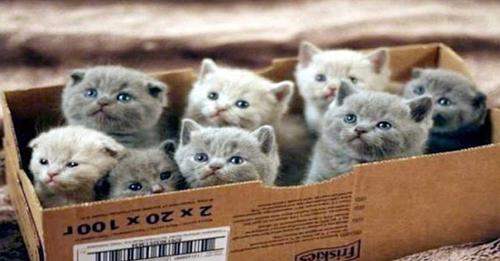 Kittens in Box.jpeg