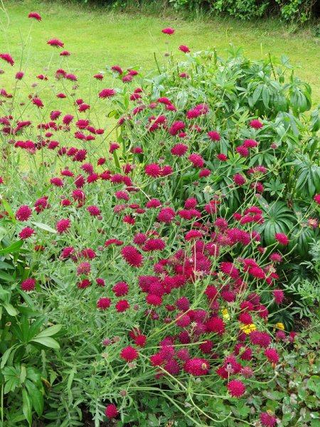 Knautia 'Macedonica' (1).JPG