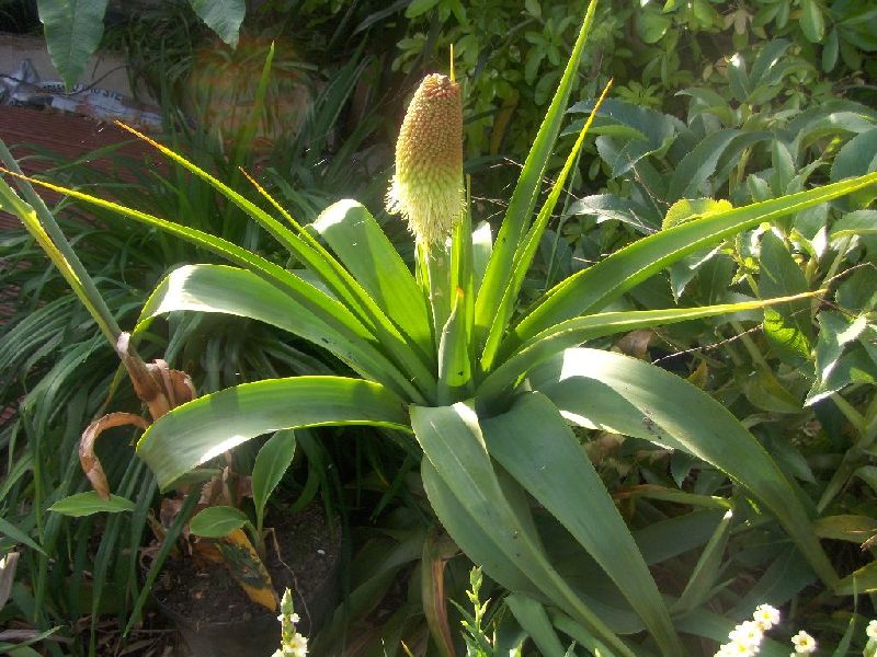 kniphofia northiae.jpg