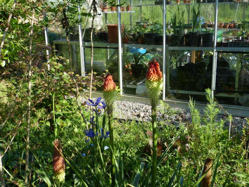 Kniphofia nortiae.JPG