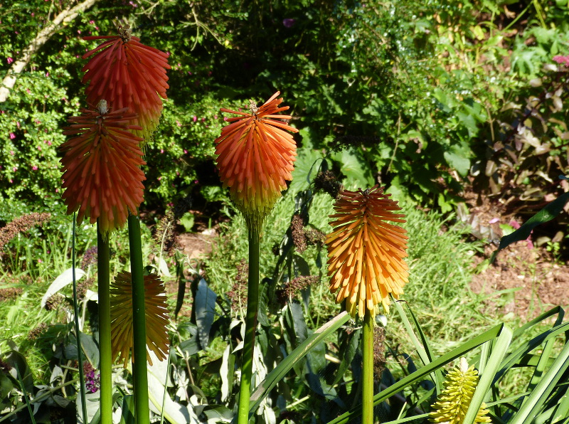 Kniphofia rooperi 3.JPG