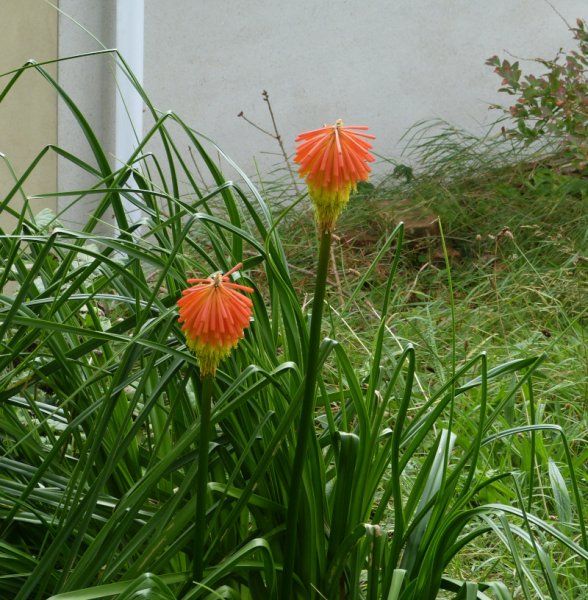 Kniphofia rooperi.JPG