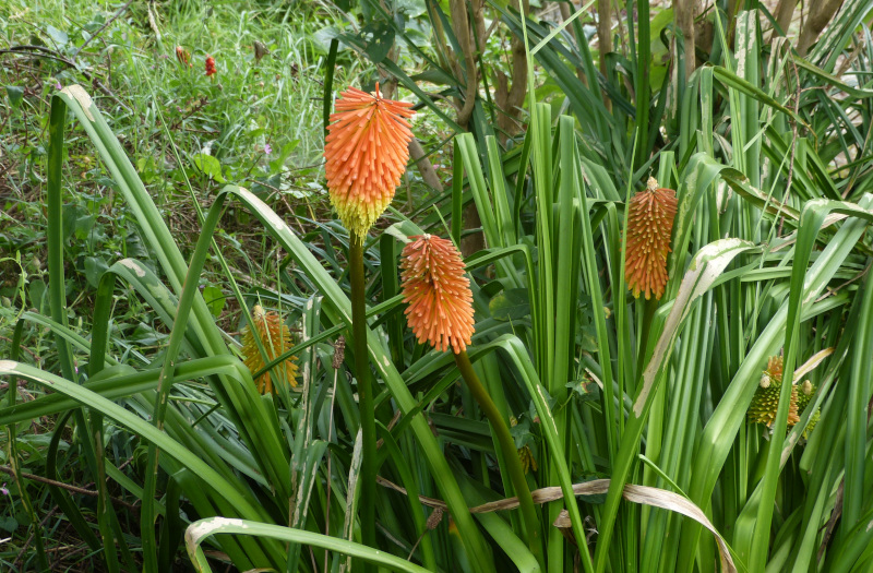 Kniphofia rooperi.JPG