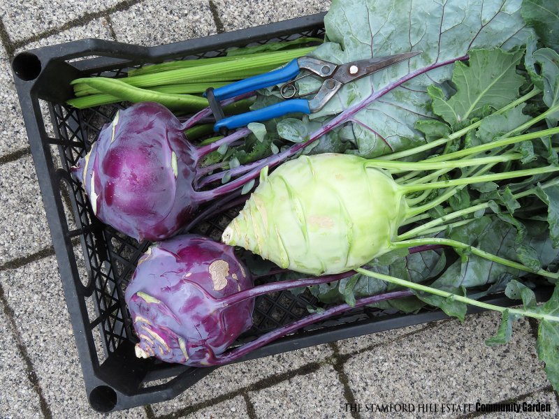 kohlrabi_01.jpg