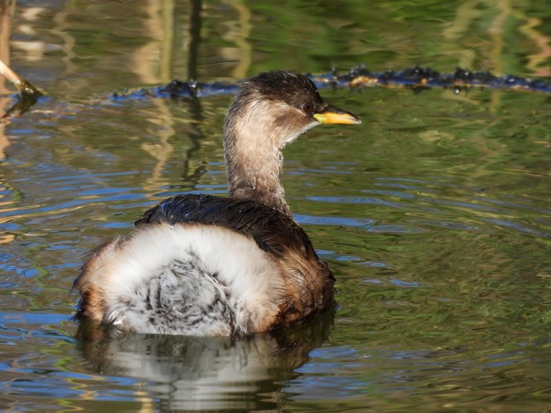 L Grebe 2.JPG