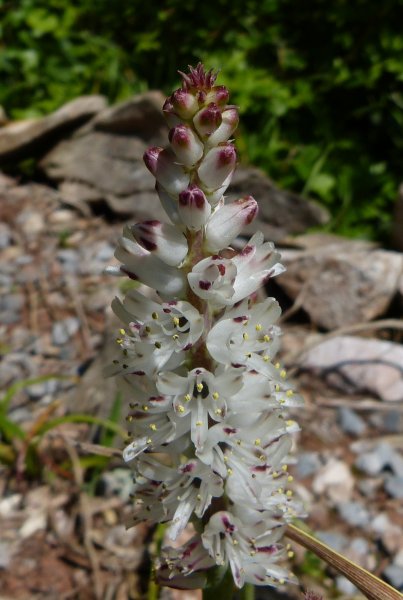 Lachenalia orthopetala 1.JPG