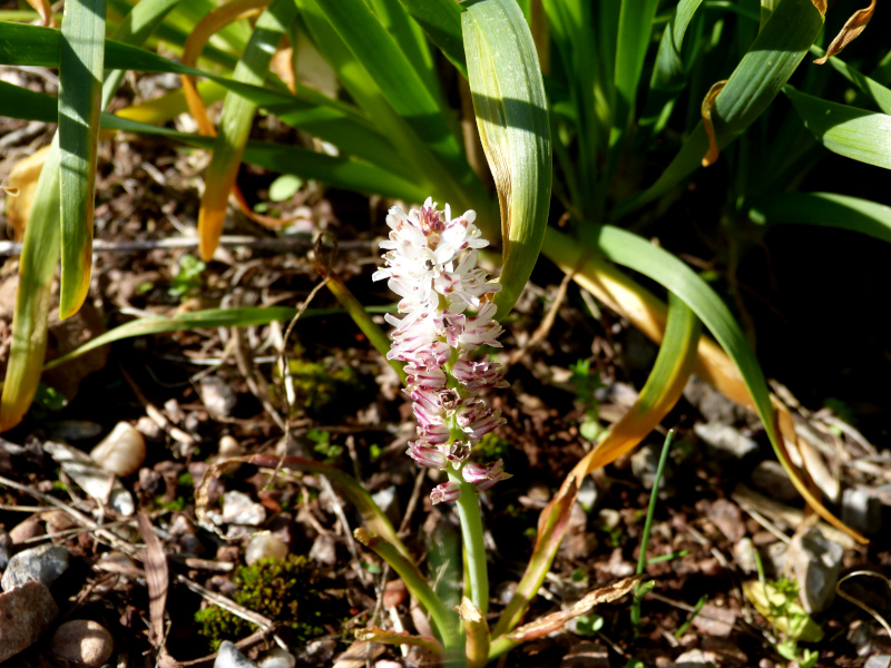 Lachenalia orthopetalata.JPG