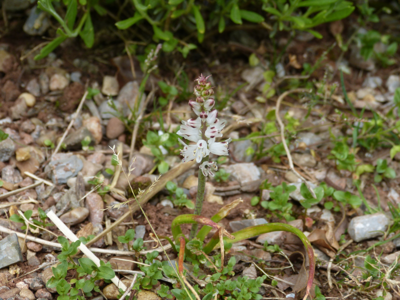 Lachenalia orthpetala.JPG