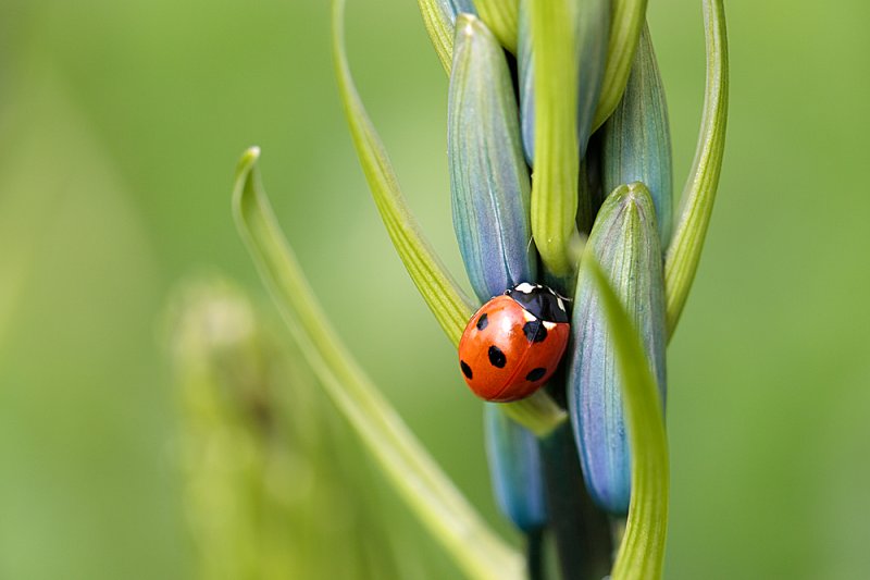 Ladybird-on-Camassia.jpg