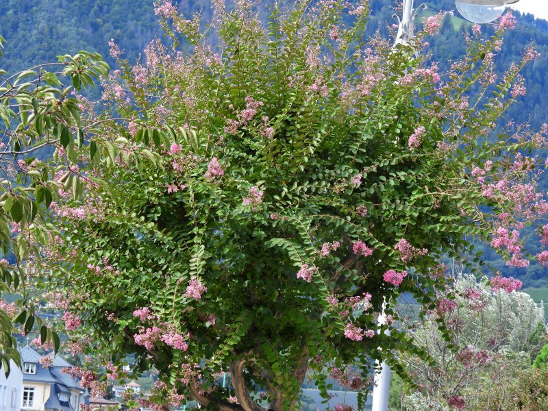 Lagerstroemia - Bolzano.JPG