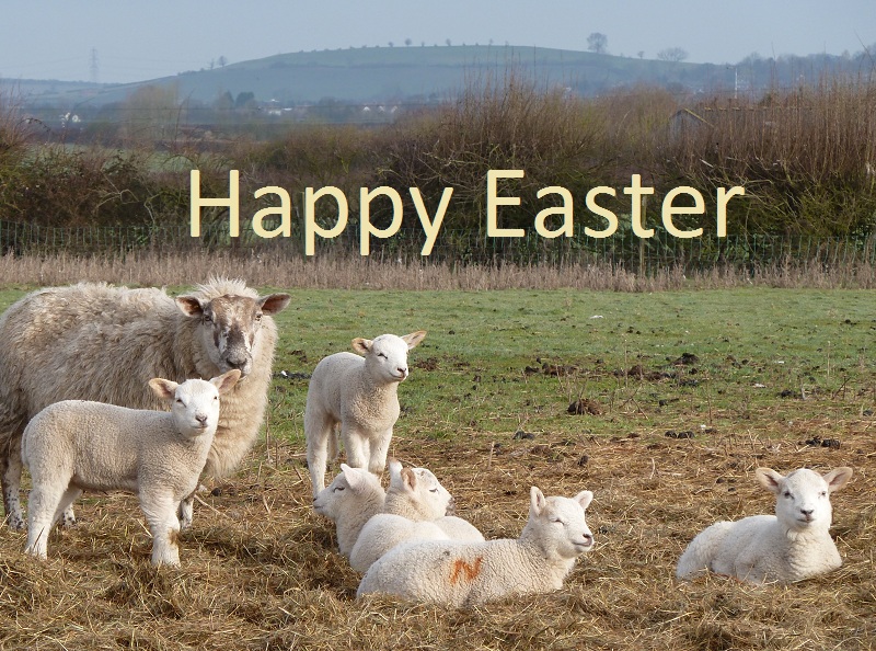 lambs 2012 Easter.jpg