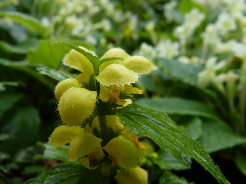 Lamium galeobdolon 1.JPG