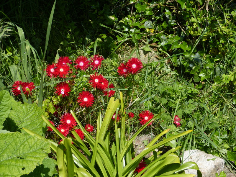 Lampranthus coccinea.JPG