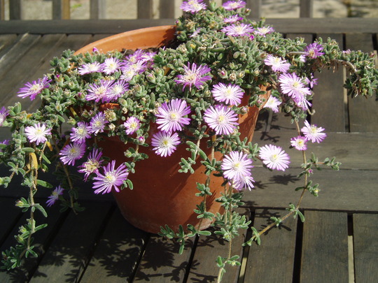 lampranthus.jpg