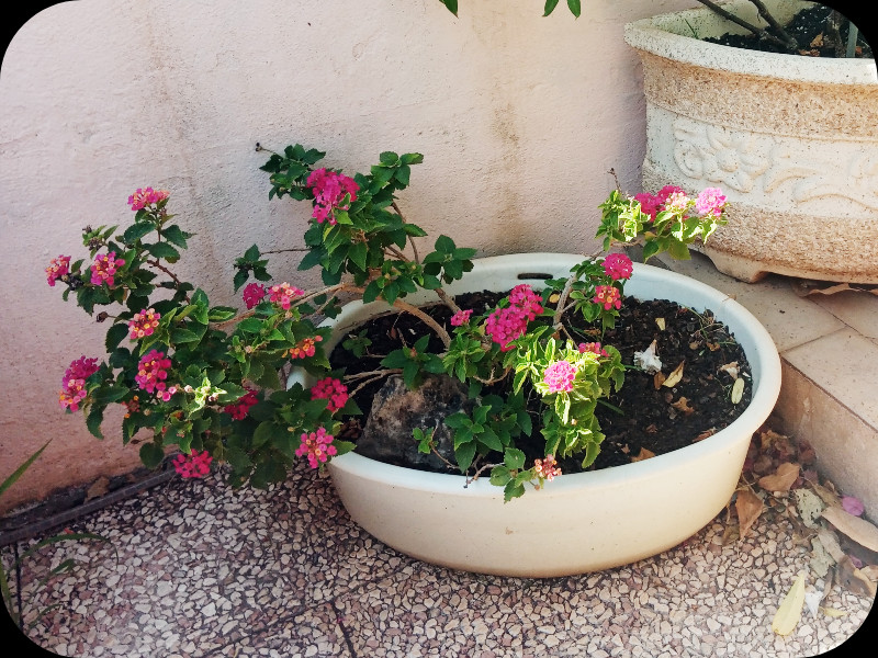 Lantana 1 Sep 24.jpg