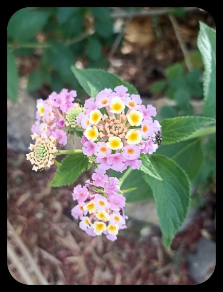 Lantana 28 May 23.jpg