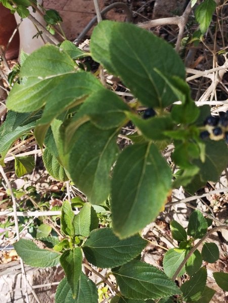 Lantana 31 Aug 24.jpg