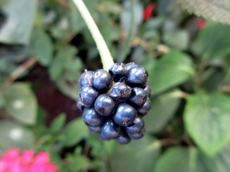 LANTANA  CAMARA 02-02-2024 14-57-52.JPG