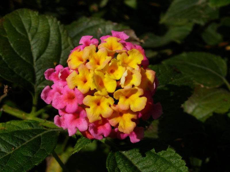 LANTANA  CAMARA 24-03-2010 15-19-11.JPG