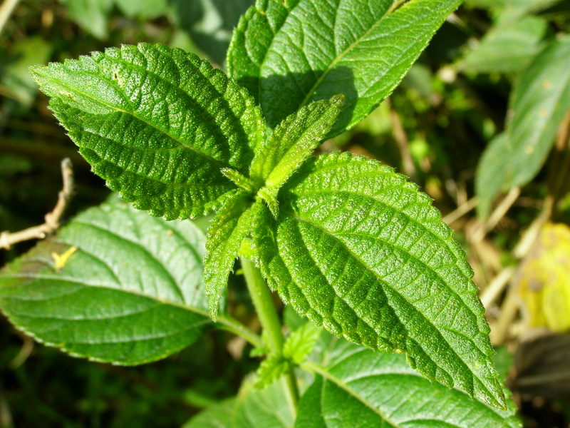 LANTANA  CAMARA 24-03-2010 15-20-11.JPG