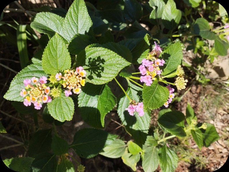 Lantana1 10 Nov 24.jpg