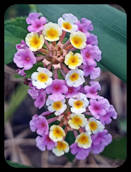 Lantana2 28 May 23.jpg