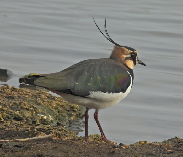 Lapwing 1.JPG