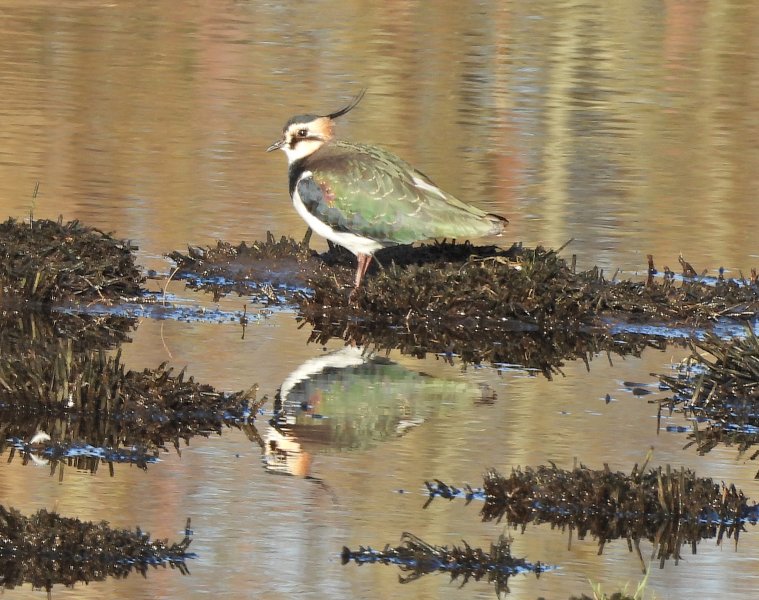 Lapwing 2.JPG