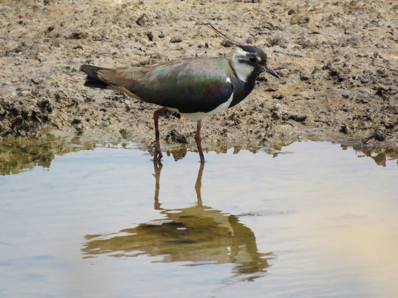 lapwing.JPG