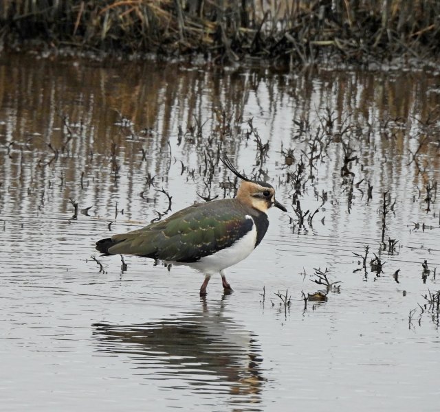 Lapwing.jpg