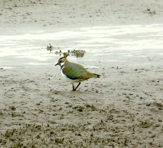 lapwing.JPG