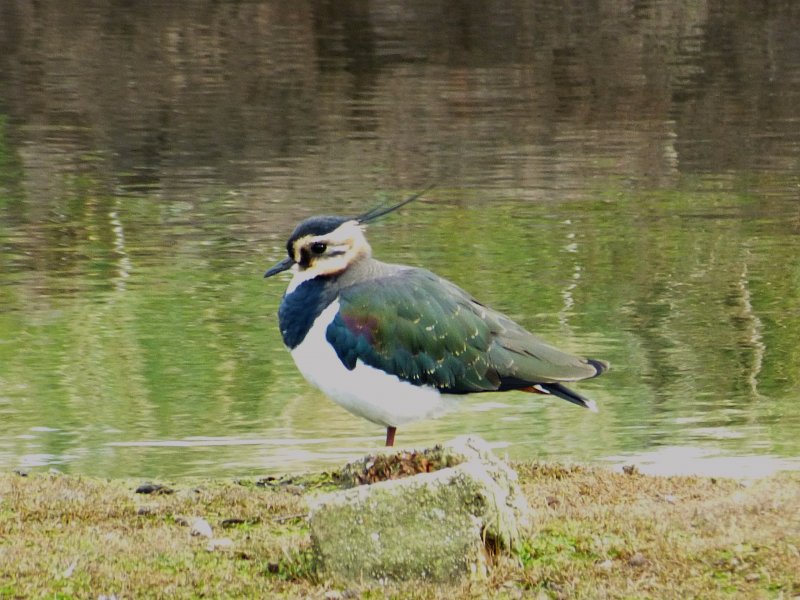 Lapwing - Lodmoor.JPG