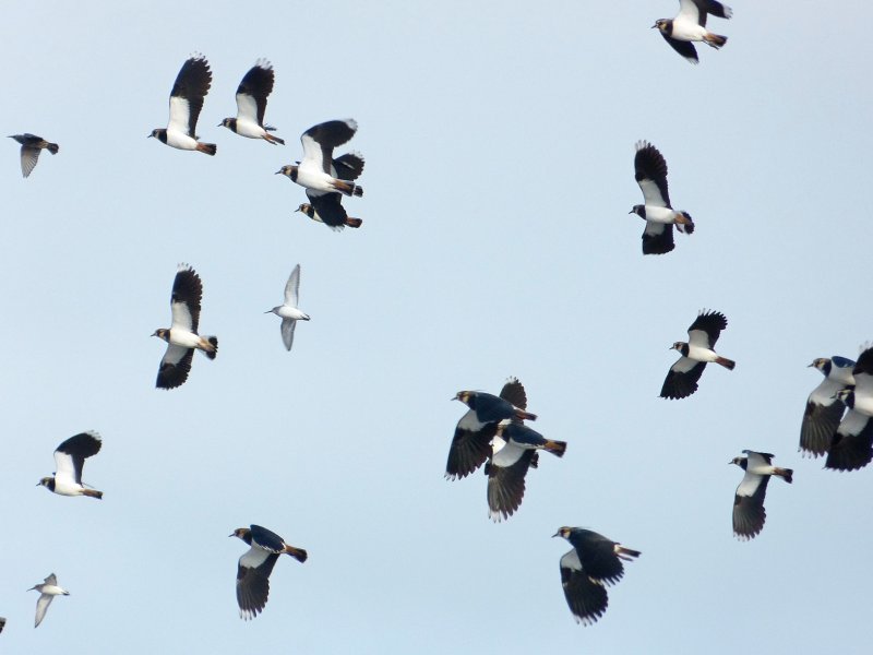 Lapwings - Lodmoor.JPG